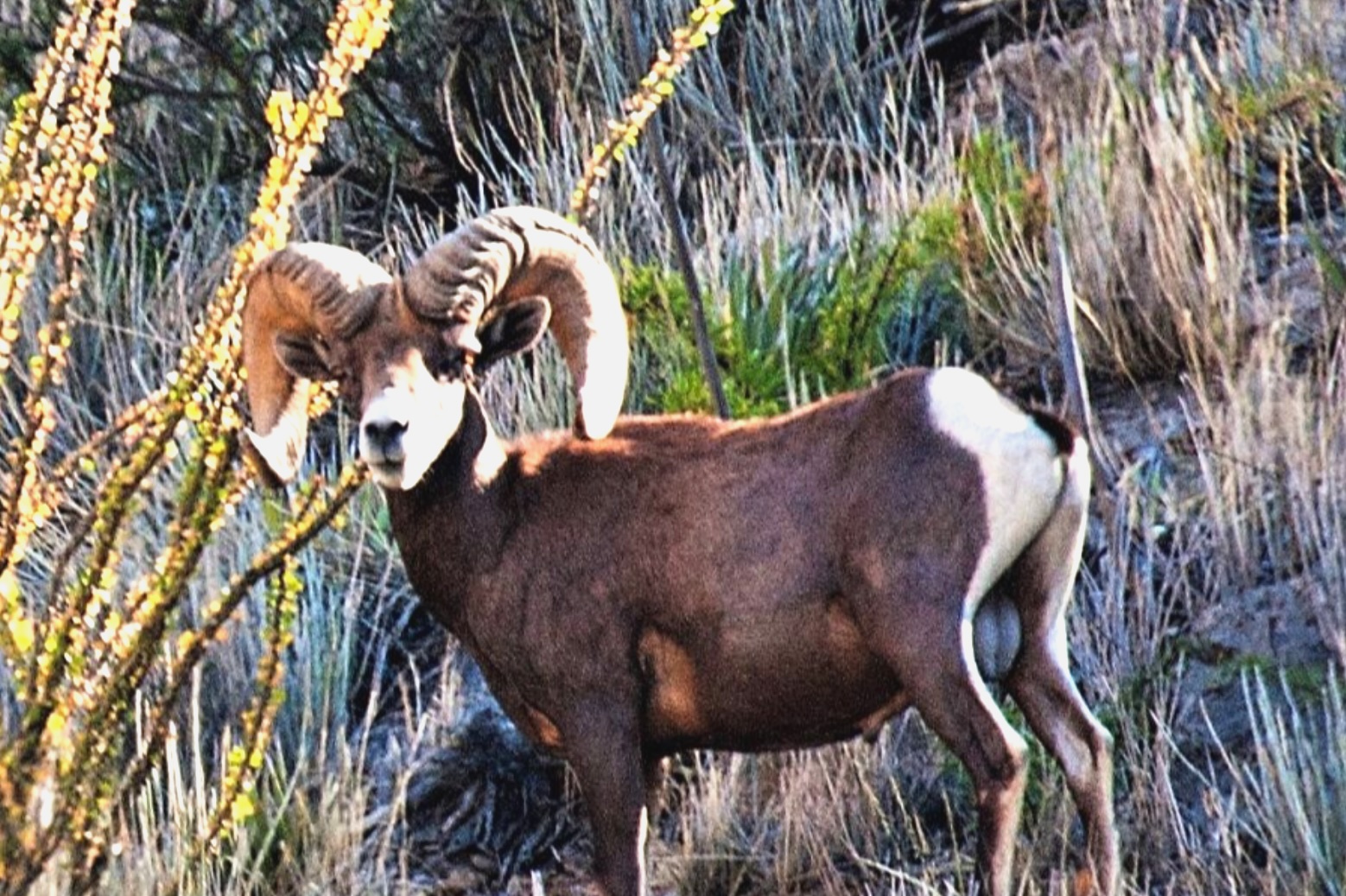 Alt Text is good for SEO